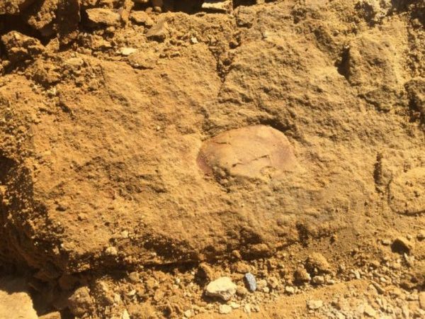都内でほぼ確実に化石が見つかる場所 多摩川「狛江水辺の楽校」