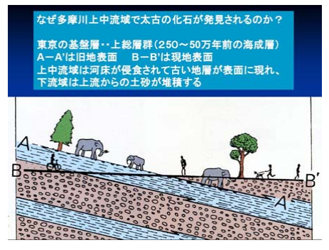 都内でほぼ確実に化石が見つかる場所 多摩川「狛江水辺の楽校」