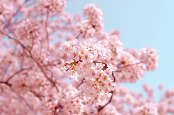 一挙100枚！Teamsバーチャル背景に使える桜の画像～お花見風～