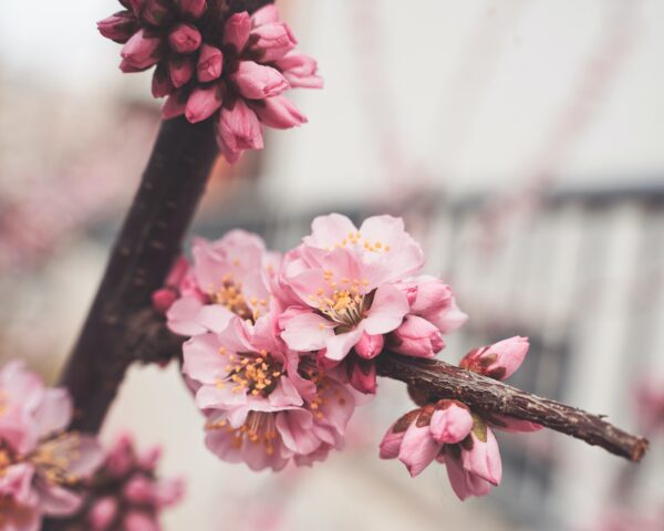一挙100枚！zoomバーチャル背景に使える桜の画像～お花見風～