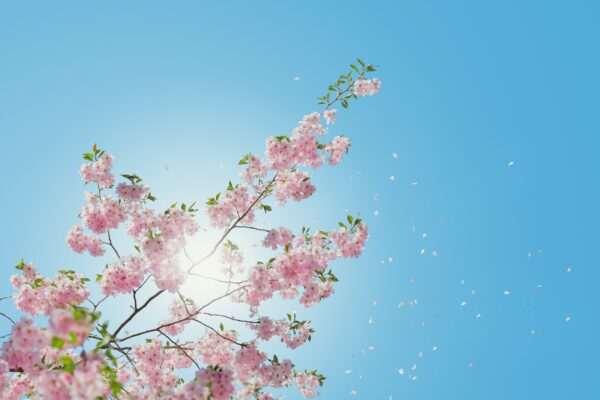 一挙100枚！Google Meetバーチャル背景に使える桜の画像～お花見風～