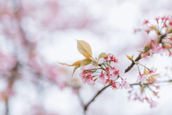 一挙100枚！Skypeバーチャル背景に使える桜の画像～お花見風～