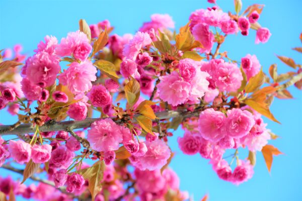 【Cherry Blossoms】Best 100 Teams Virtual Background - Free Download