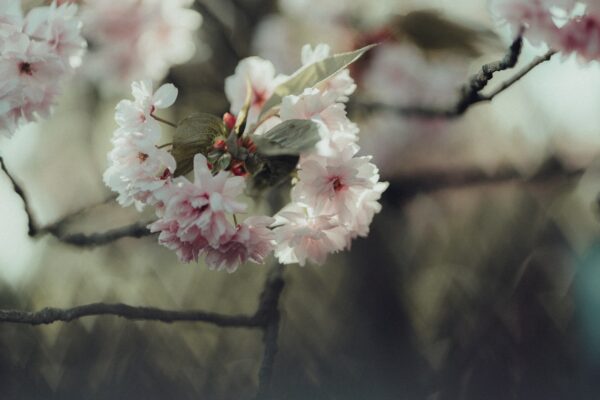 【Cherry Blossoms】Best 100 Skype Virtual Background - Free Download