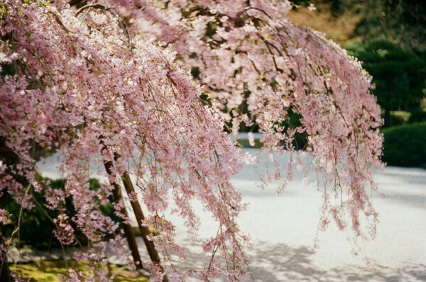 【Cherry Blossoms】Best 100 Teams Virtual Background - Free Download