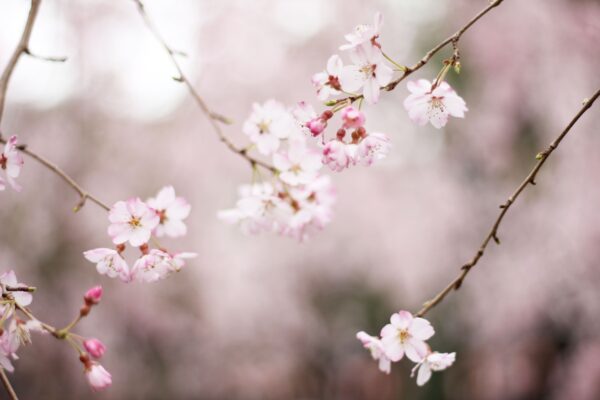 一挙100枚！zoomバーチャル背景に使える桜の画像～お花見風～