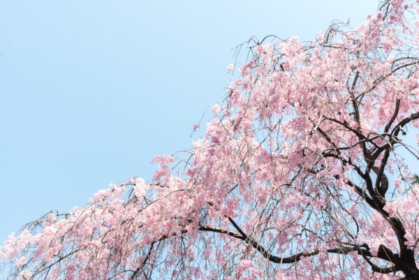 【Cherry Blossoms】Best 100 Zoom Virtual Background - Free Download