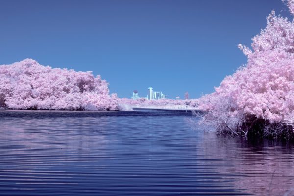 一挙100枚！Skypeバーチャル背景に使える桜の画像～お花見風～