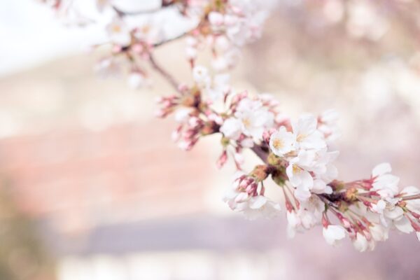 一挙100枚！Webexバーチャル背景に使える桜の画像～お花見風～