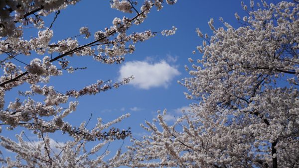 一挙100枚！Teamsバーチャル背景に使える桜の画像～お花見風～