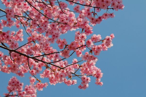 一挙100枚！Google Meetバーチャル背景に使える桜の画像～お花見風～