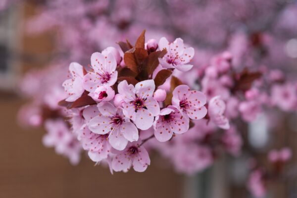 【Cherry Blossoms】Best 100 Zoom Virtual Background - Free Download